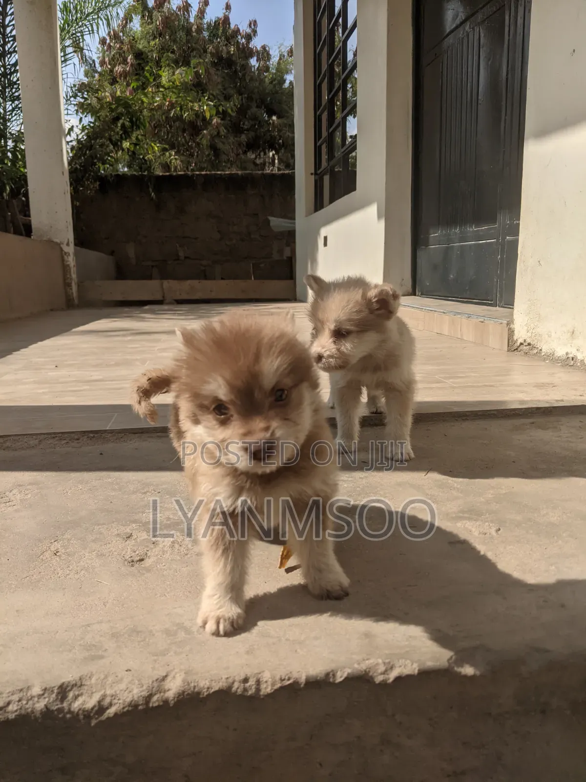 1-3 months Female Mixed Breed Siberian Husky