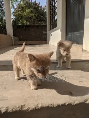 1-3 months Female Mixed Breed Siberian Husky