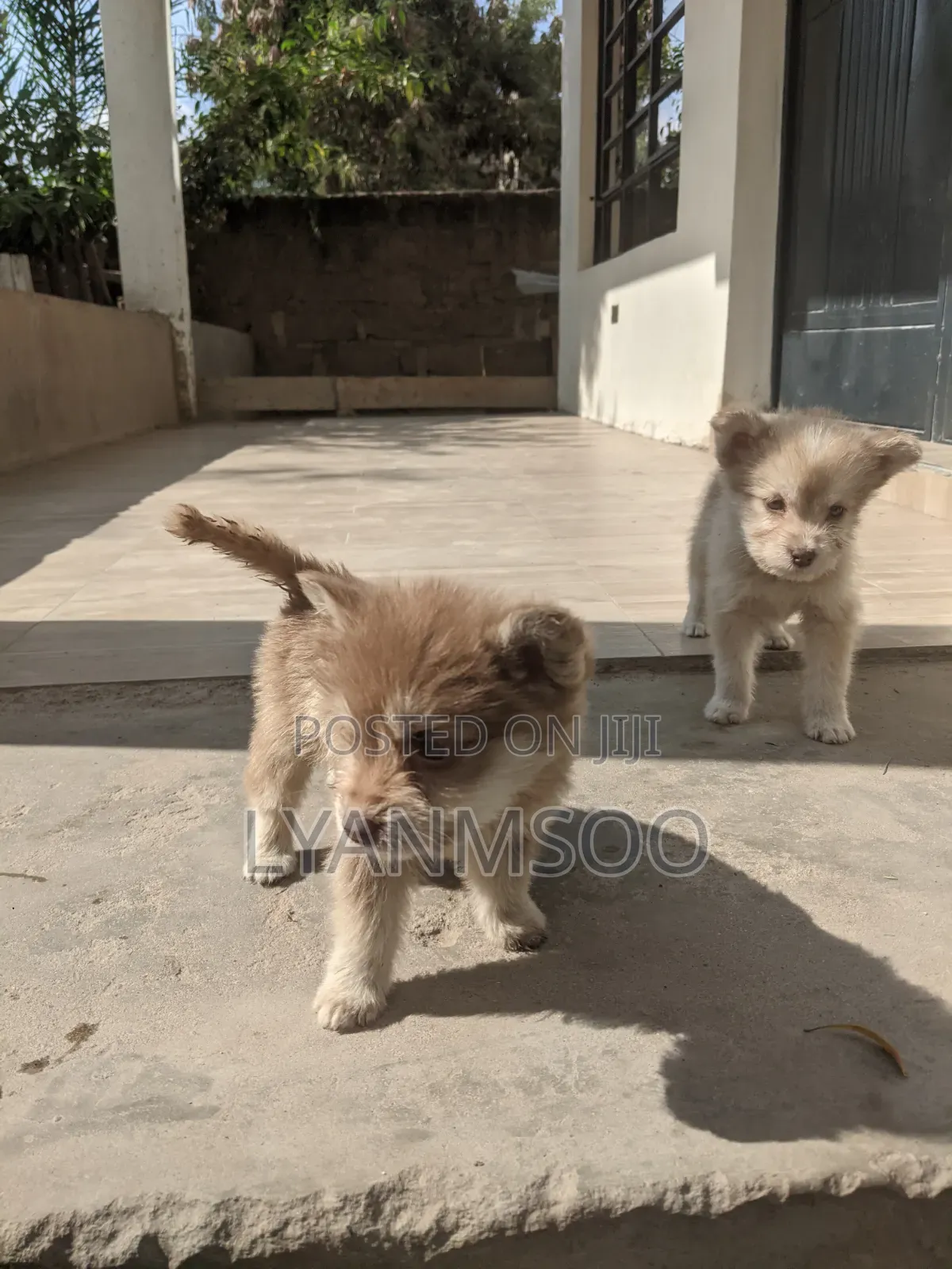 1-3 months Female Mixed Breed Siberian Husky