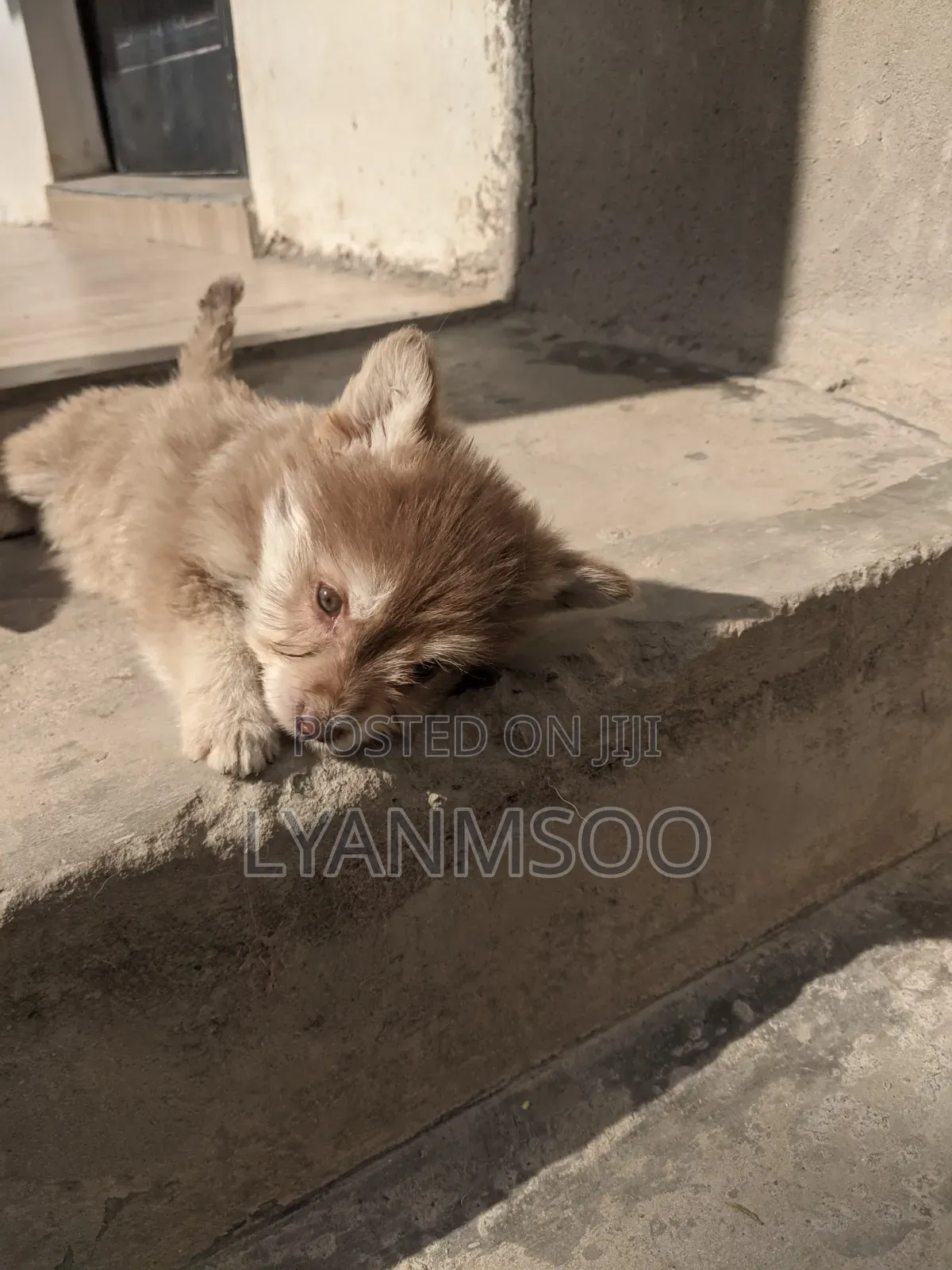 1-3 months Female Mixed Breed Siberian Husky