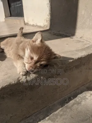 1-3 months Female Mixed Breed Siberian Husky
