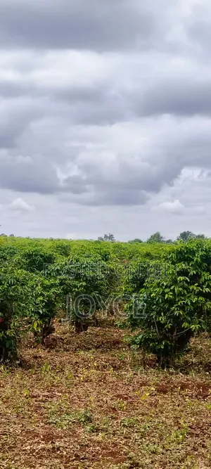 50/ Acreas for Sale Gatanga in Muranga 3km Offroad 10million Per Acrea