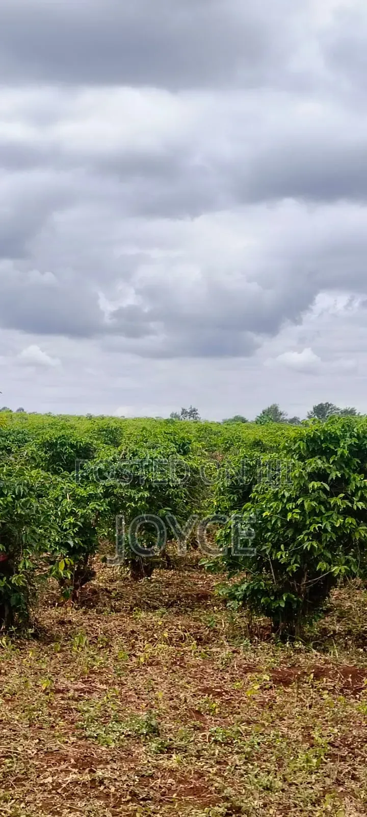50/ Acreas for Sale Gatanga in Muranga 3km Offroad 10million Per Acrea