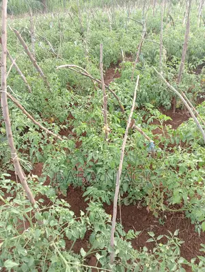 6 Acres 4 Sale Mwea/Kirinyaga