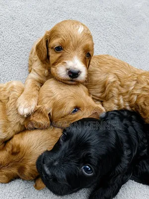 1-3 months Male Purebred Cockapoo