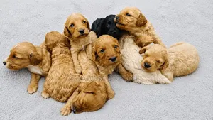 1-3 months Female Purebred Cockapoo