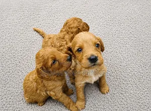 1-3 months Male Purebred Cockapoo
