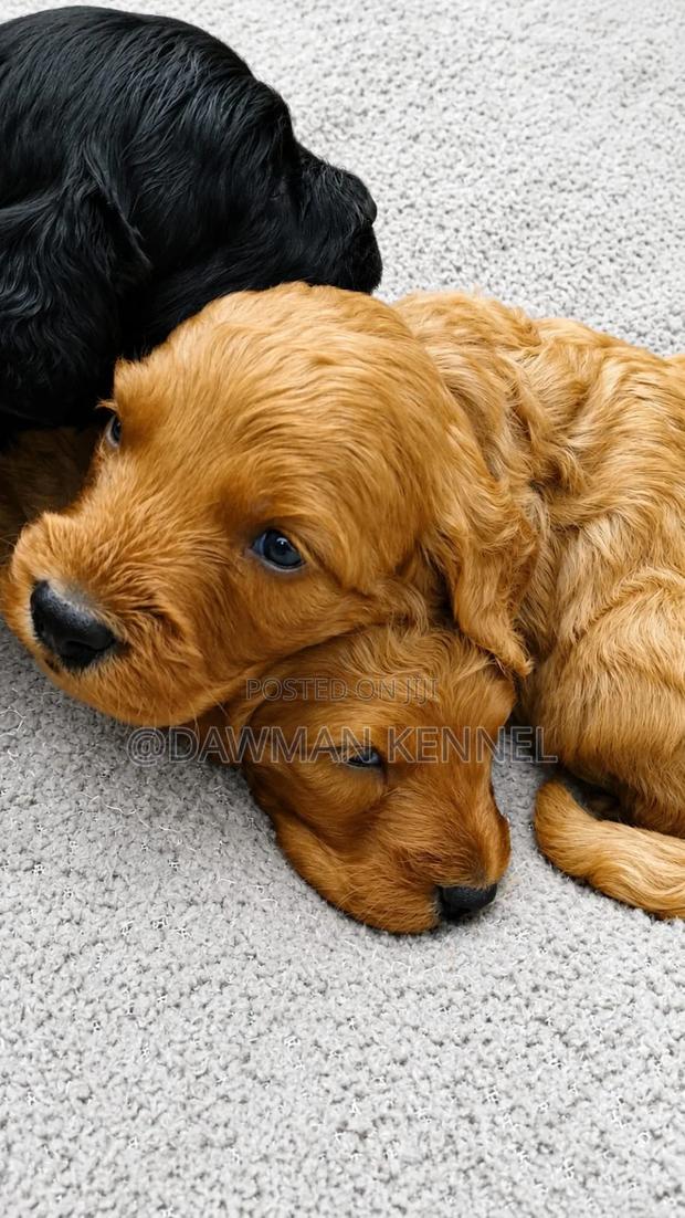 1-3 months Male Purebred Cockapoo - main view