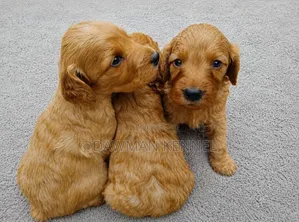 1-3 months Male Purebred Poodle