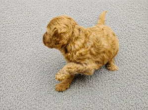 1-3 months Male Purebred Poodle