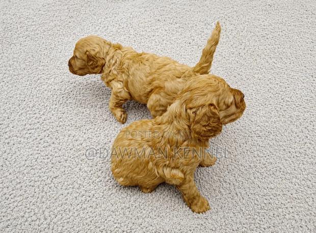 1-3 months Female Purebred Poodle - main view