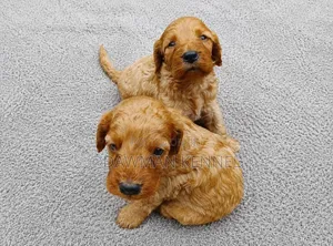 1-3 months Female Purebred Poodle