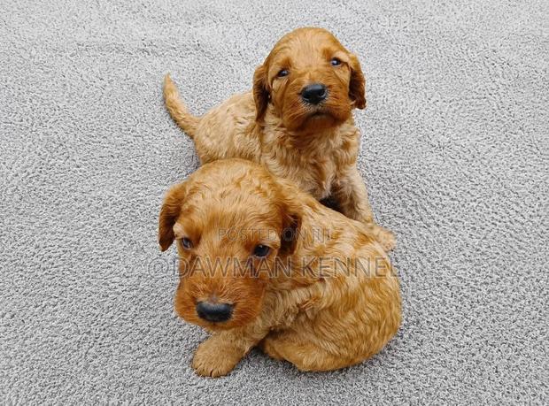 1-3 months Female Purebred Poodle - thumbnail 2