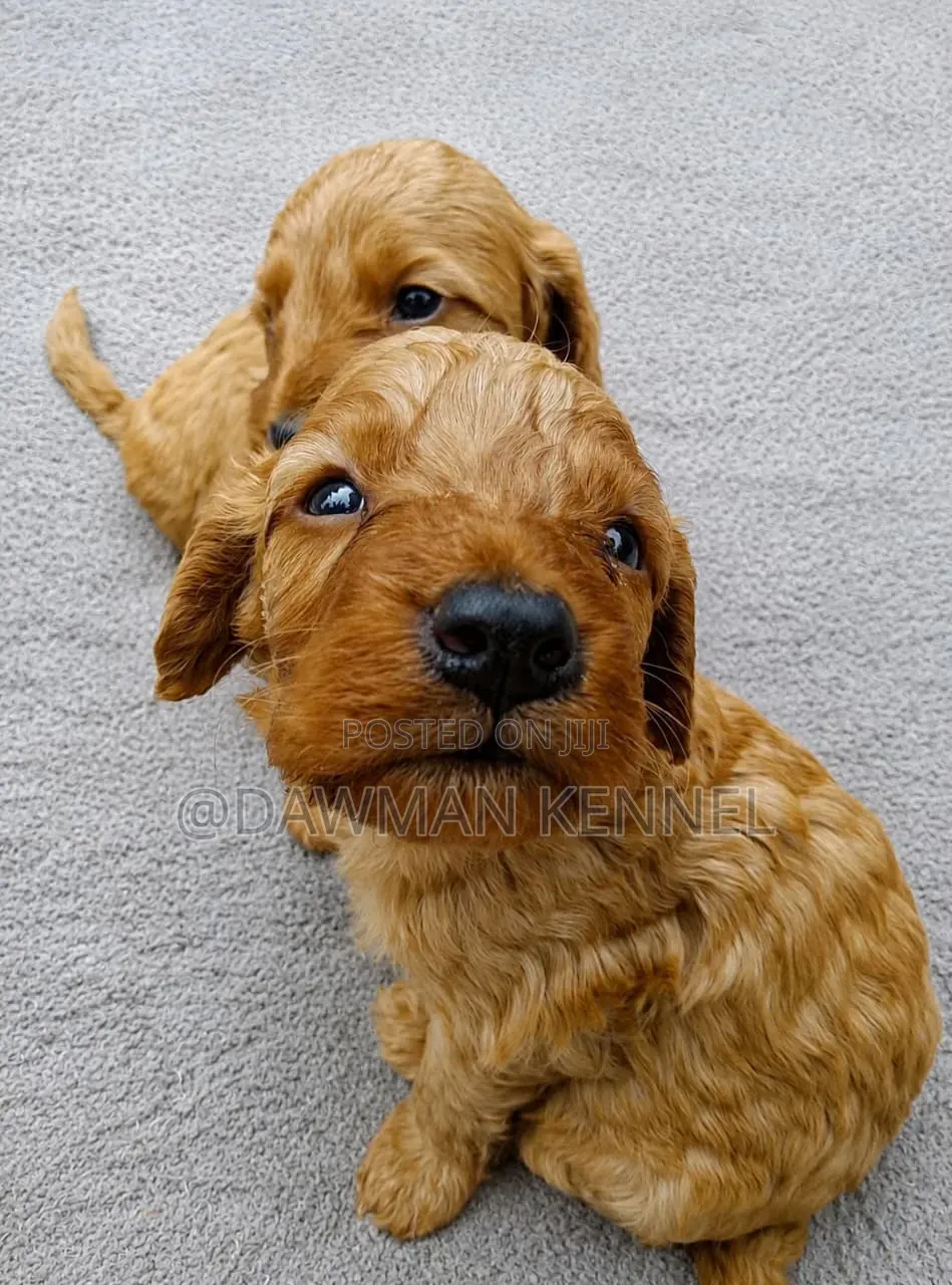 1-3 months Female Purebred Poodle
