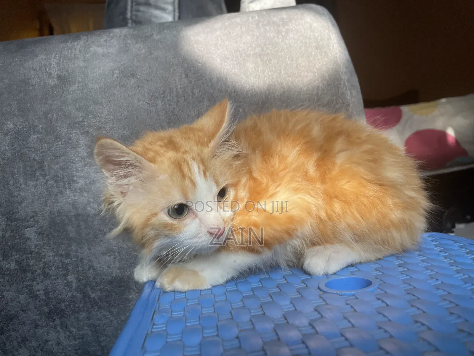 1-3 months Male Purebred Maine Coon