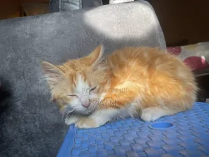 1-3 months Male Purebred Maine Coon