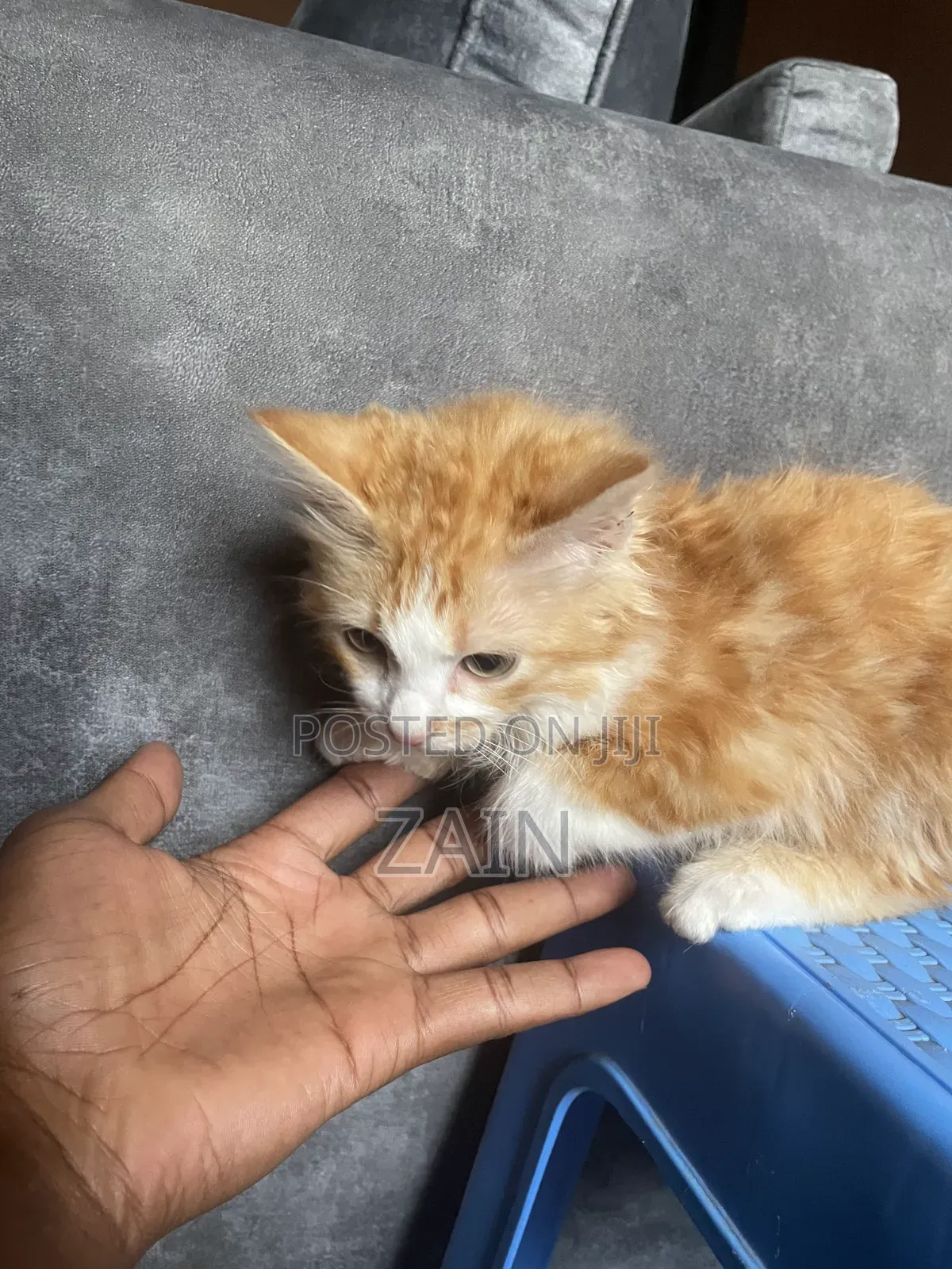 1-3 months Male Purebred Maine Coon