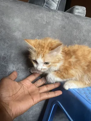 1-3 months Male Purebred Maine Coon