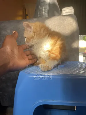 1-3 months Male Purebred Maine Coon