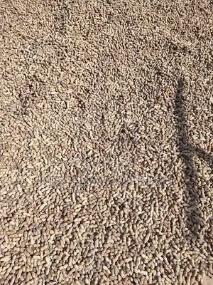 Ground Nuts