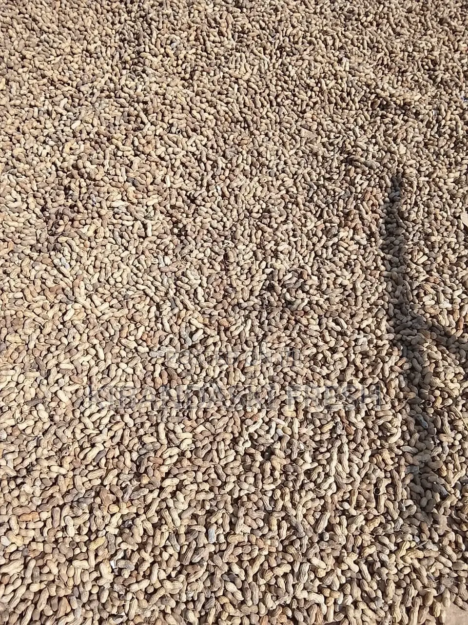 Ground Nuts