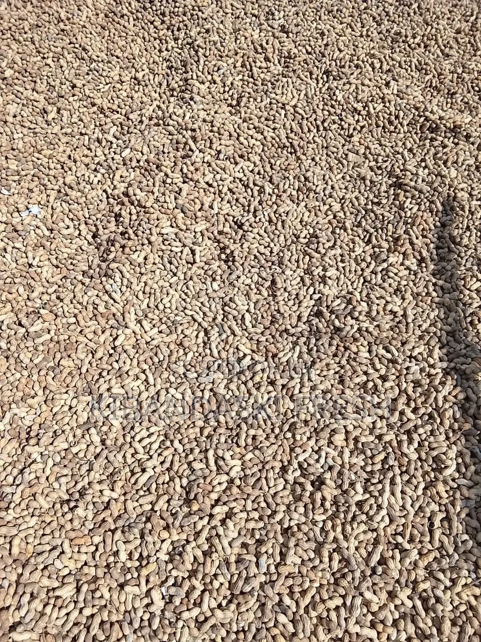 Ground Nuts