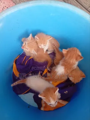1-3 months Male Purebred American Curl