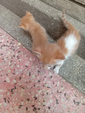 1-3 months Male Purebred American Curl