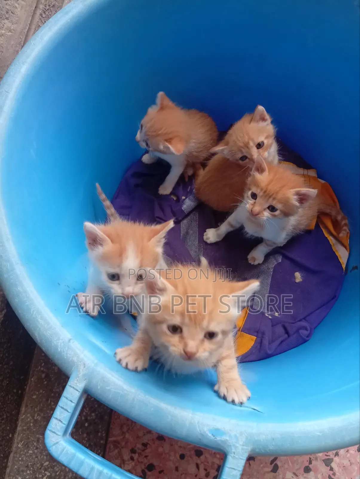 1-3 months Male Purebred American Curl