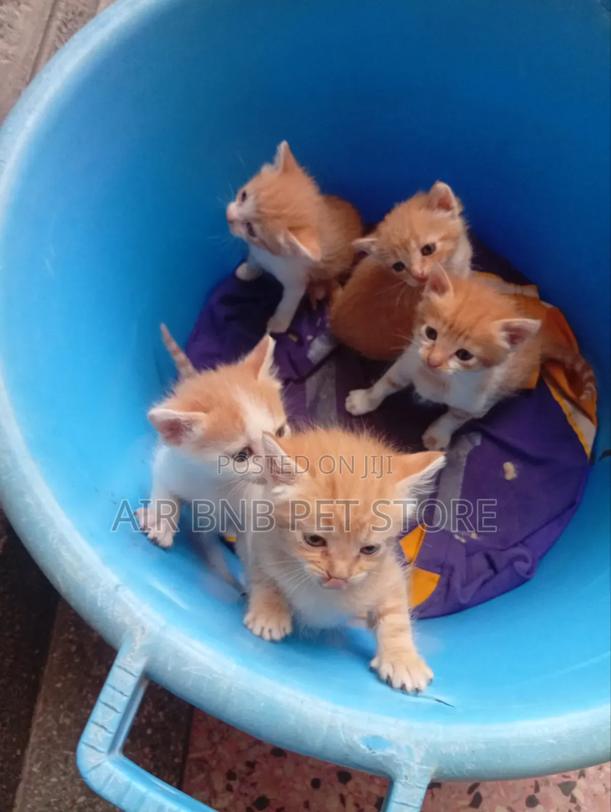 1-3 months Male Purebred American Curl