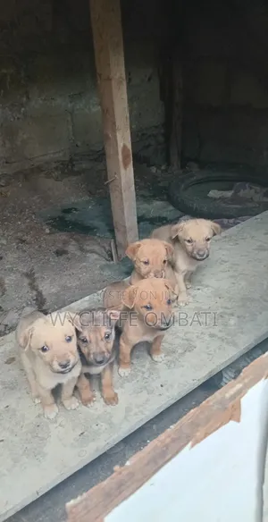 1-3 months Male Mixed Breed Canaan
