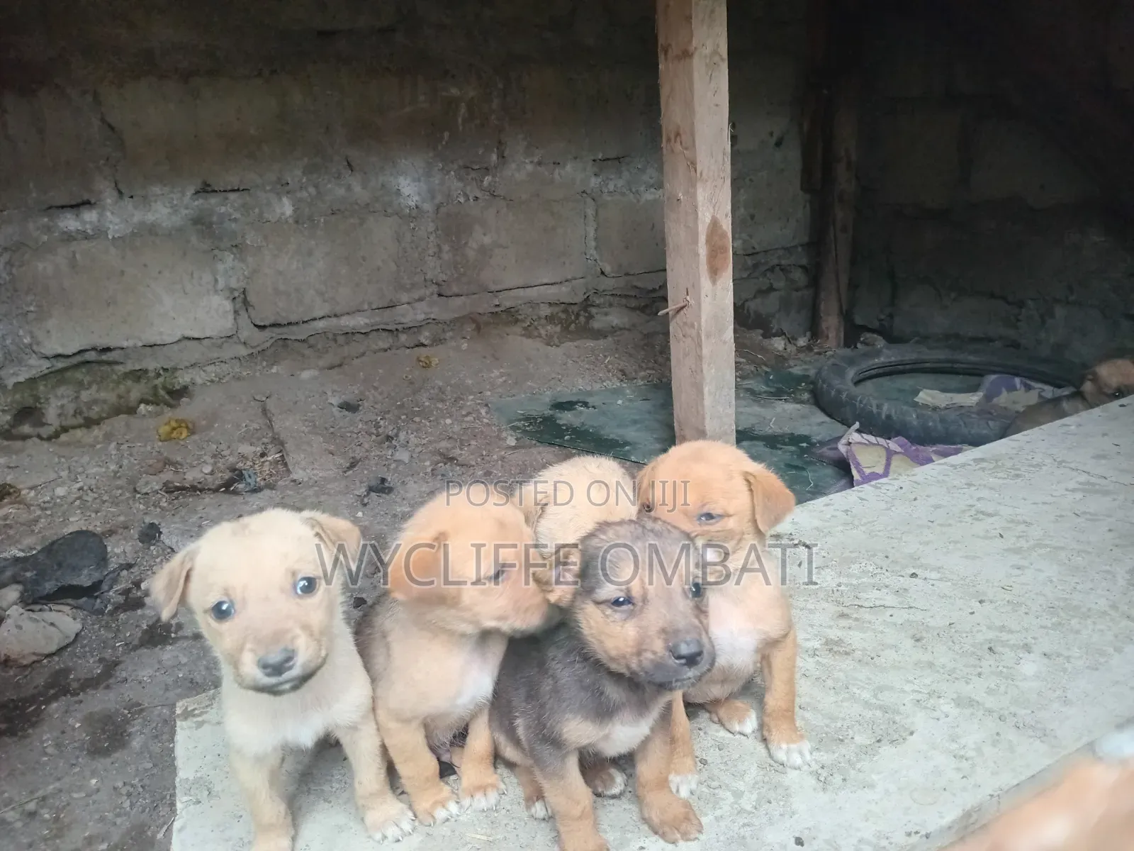 1-3 months Male Mixed Breed Canaan