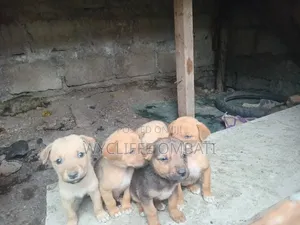 1-3 months Male Mixed Breed Canaan