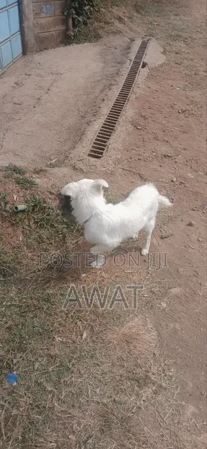 3-6 months Female Mixed Breed Japanese Spitz
