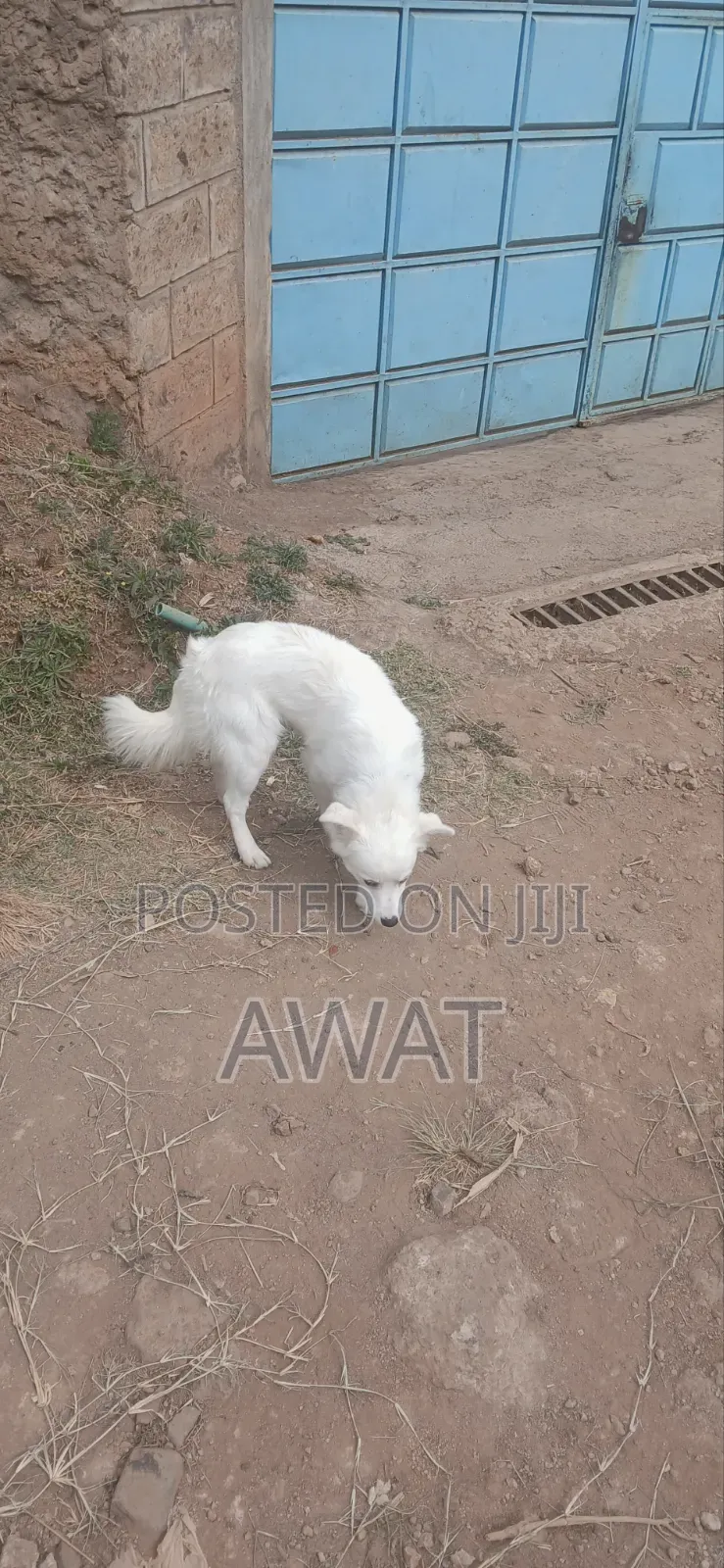 3-6 months Male Mixed Breed Japanese Spitz
