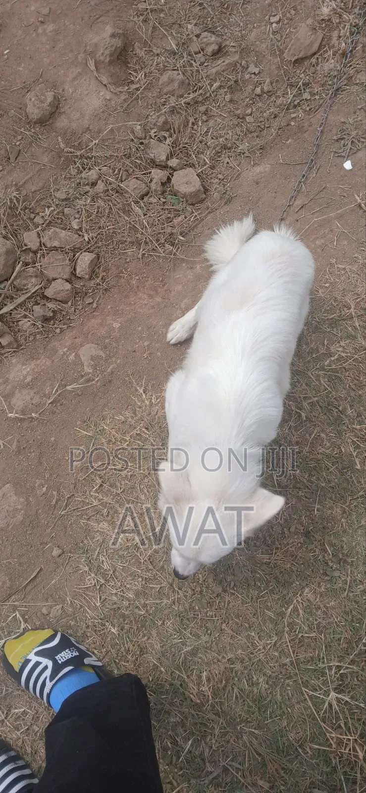 3-6 months Male Mixed Breed Japanese Spitz