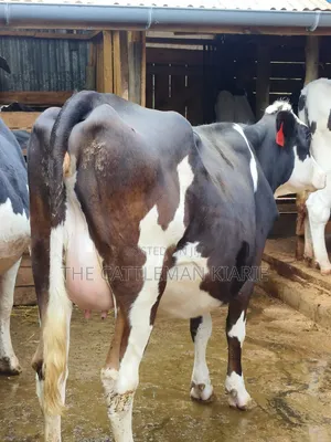 Fleckvie Incalf Heifer