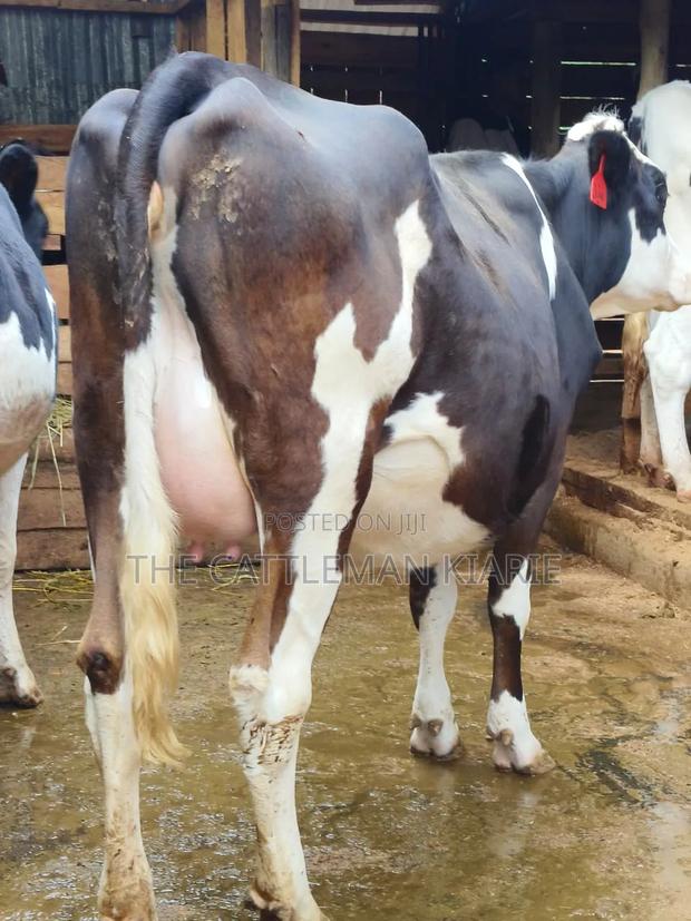 Fleckvie Incalf Heifer - thumbnail 2