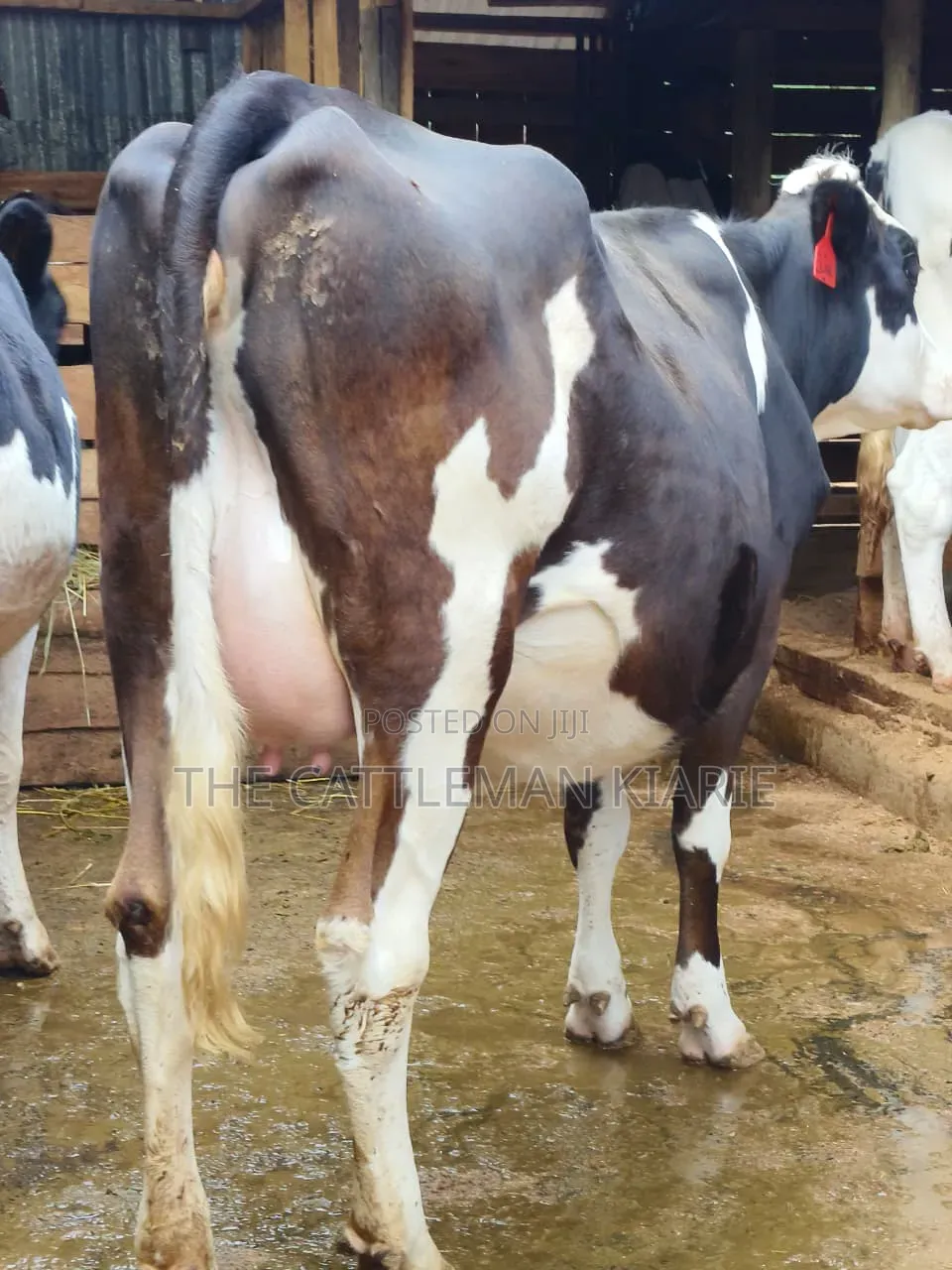 Fleckvie Incalf Heifer