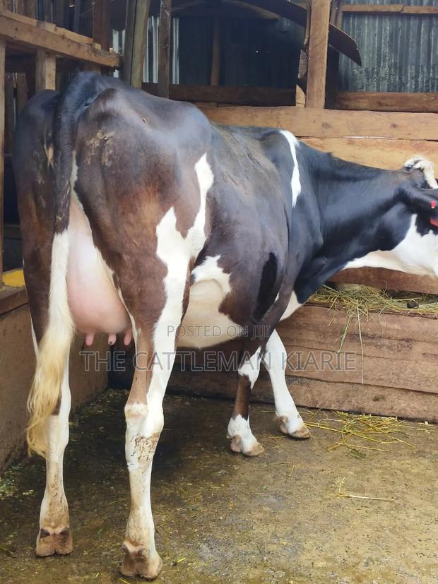 Fleckvie Incalf Heifer - thumbnail 3