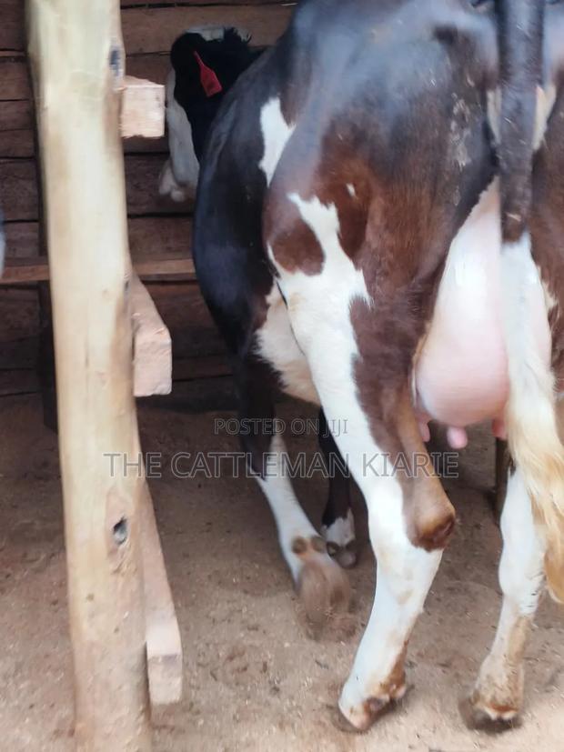 Fleckvie Incalf Heifer - thumbnail 4