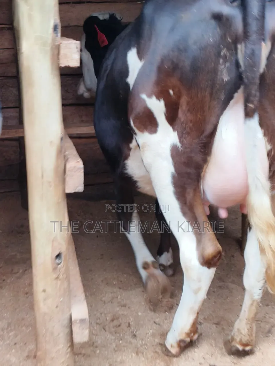 Fleckvie Incalf Heifer