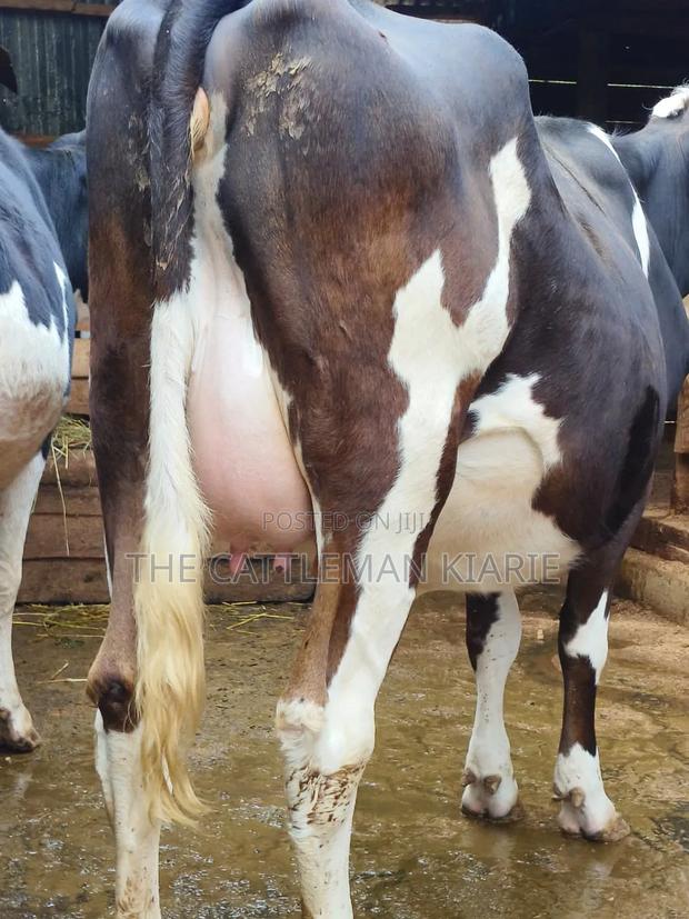 Fleckvie Incalf Heifer - thumbnail 5