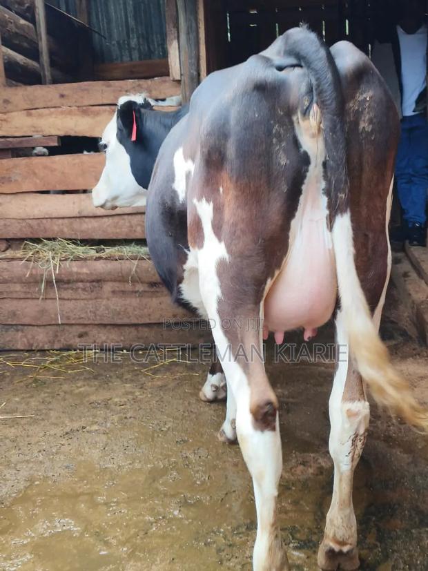 Fleckvie Incalf Heifer - thumbnail 7