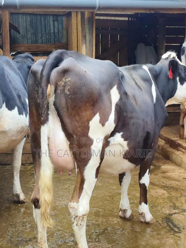 Fleckvie Incalf Heifer - thumbnail 8