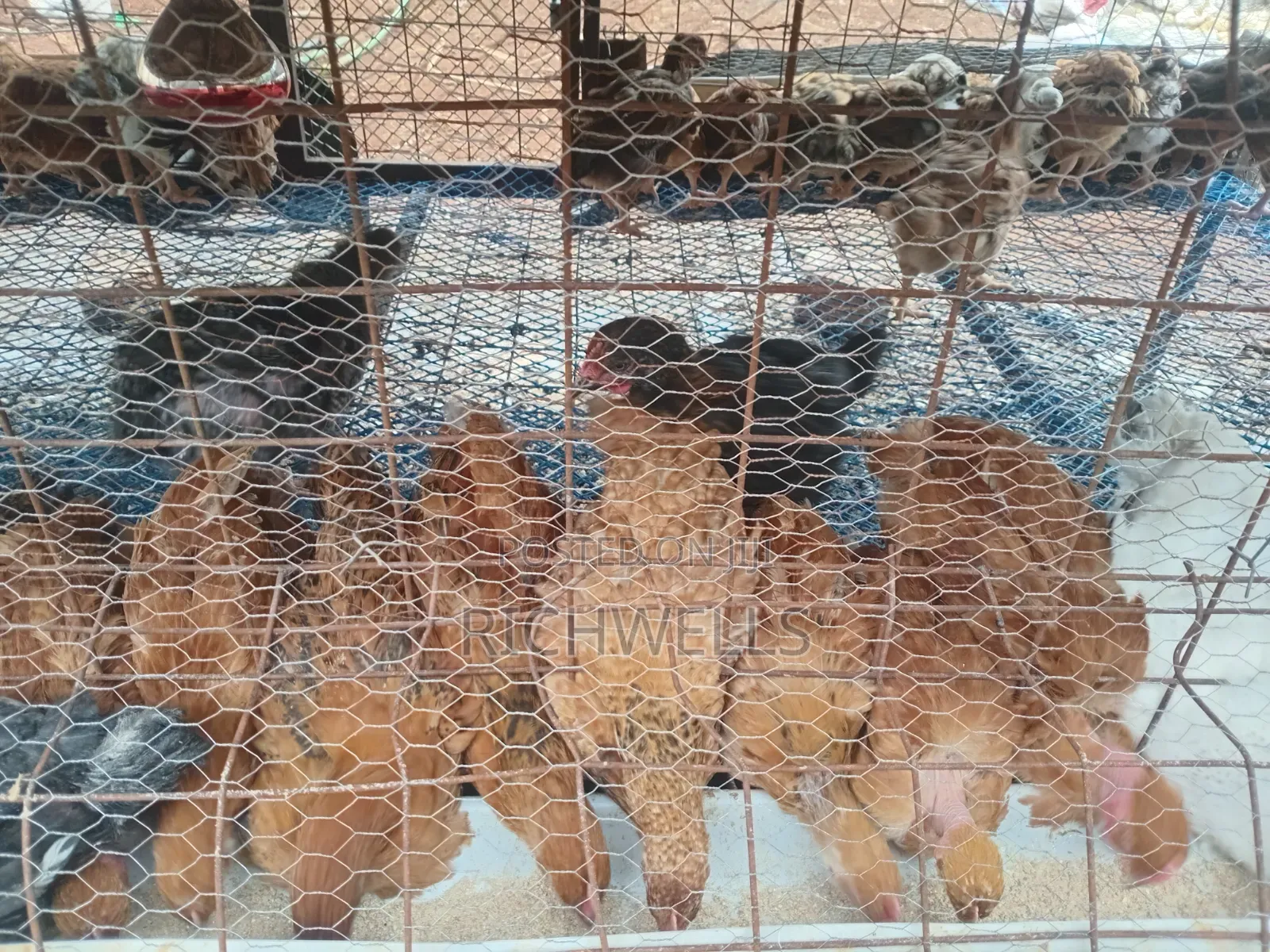 Two Month Old Improved Kienyenji 350 Each
