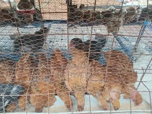 Two Month Old Improved Kienyenji 350 Each