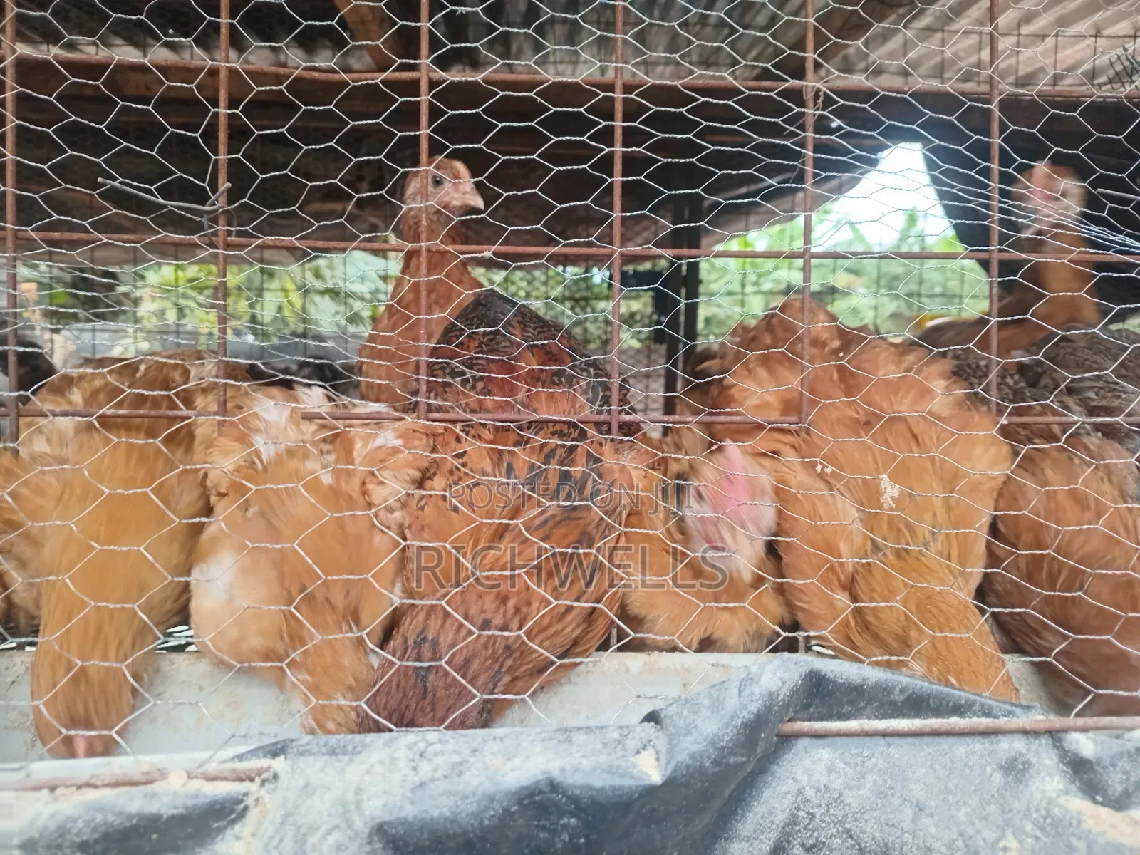 Two Month Old Improved Kienyenji 350 Each