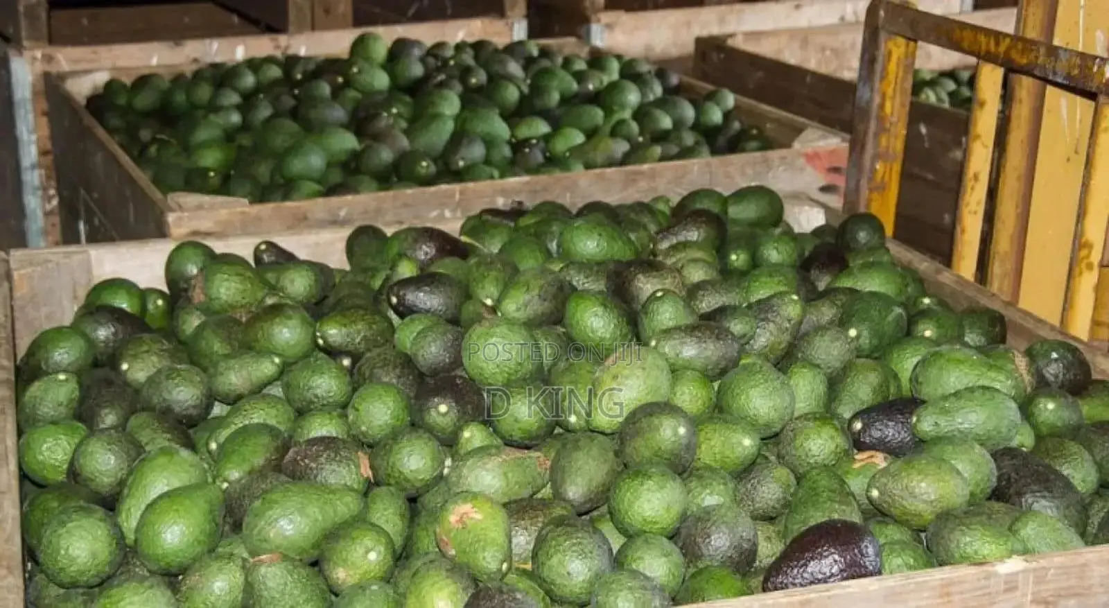 Fresh Avocados and Bananas Supplier Per Kg
