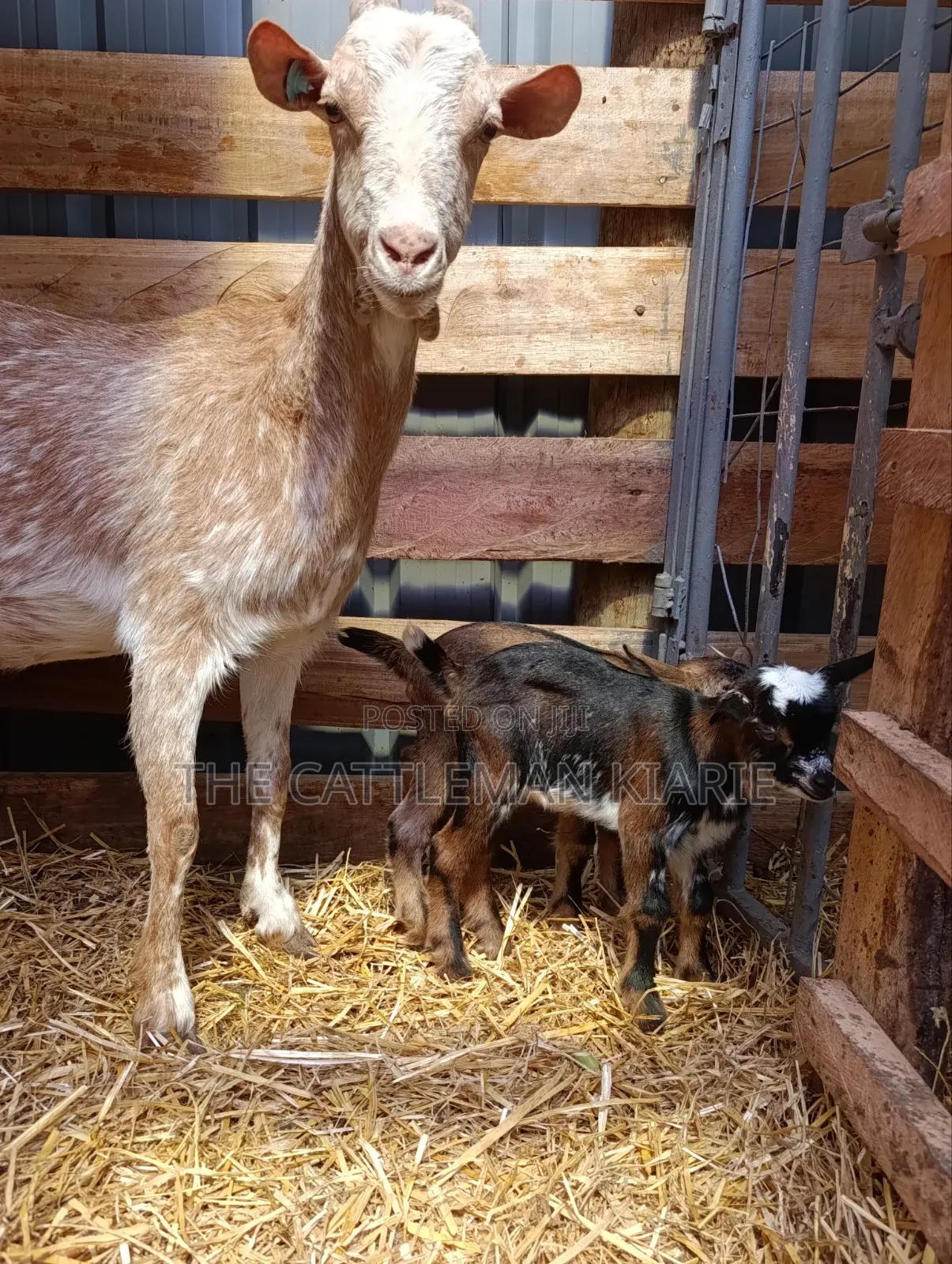 Saanen, Boer Goats